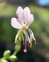 Oenothera suffrutescens