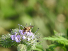 Halictus scabiosae