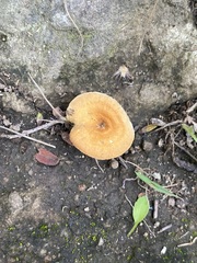 Pluteus chrysophlebius