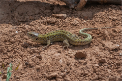 Lacerta agilis