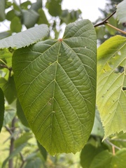 Catalpa