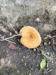 Pluteus chrysophlebius