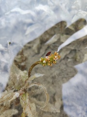 Potamogeton alpinus