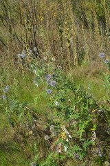 Echinops