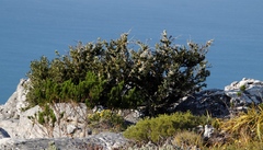 Tarchonanthus littoralis