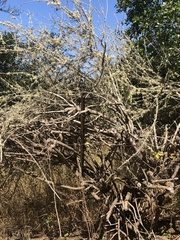 Artemisia californica