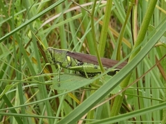 Schistocerca