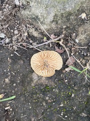 Pluteus chrysophlebius