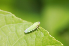 Cicadella viridis