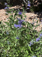 Vitex agnus-castus