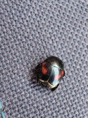 Hister quadrinotatus