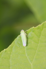 Cicadella viridis