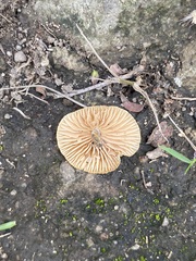 Pluteus chrysophlebius