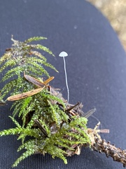 Hemimycena