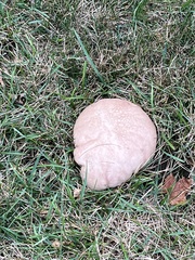 Calvatia