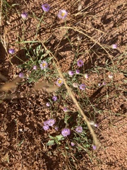 Erigeron