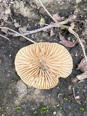 Pluteus chrysophlebius