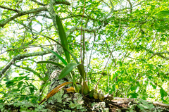 Encyclia