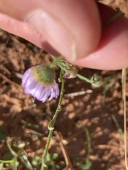 Erigeron