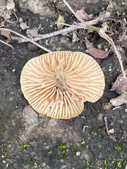 Pluteus chrysophlebius