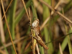 Gomphocerippus rufus