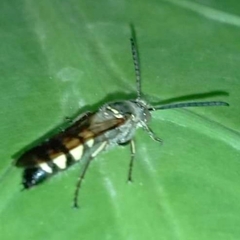 Campsomerinae