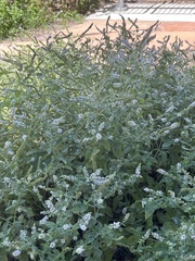 Fagopyrum esculentum
