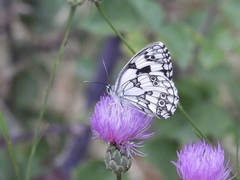 Melanargia lachesis