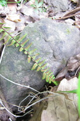 Asplenium platyneuron