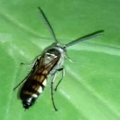 Campsomerinae