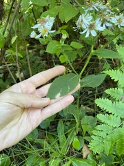 Eurybia macrophylla
