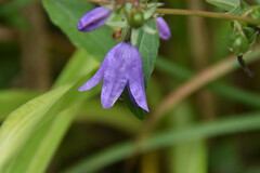 Campanula rapunculoides