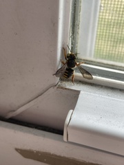 Anthidium oblongatum