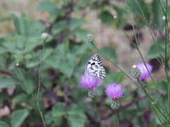 Melanargia lachesis