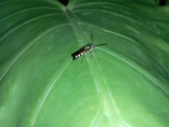 Campsomerinae