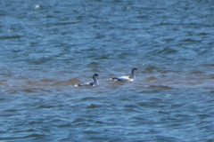 Recurvirostra avosetta