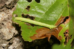 Biston betularia