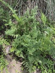 Myriopteris alabamensis