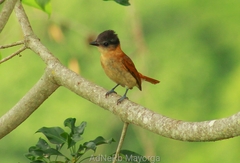 Pachyramphus aglaiae