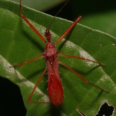 Ricolla pallidinervis