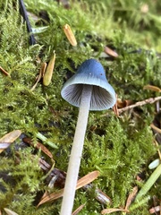 Mycena amicta