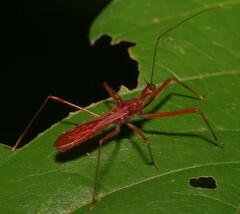 Ricolla pallidinervis