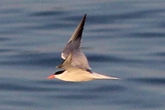 Sterna hirundo hirundo