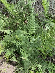 Myriopteris alabamensis