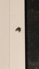 Clogmia albipunctata