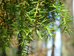 Oligotrophus juniperinus