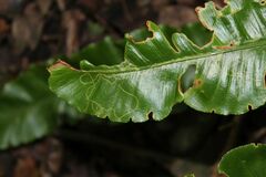 Phytomyza scolopendri