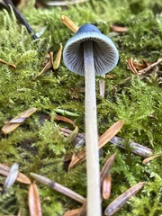 Mycena amicta