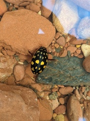 Thermonectus marmoratus