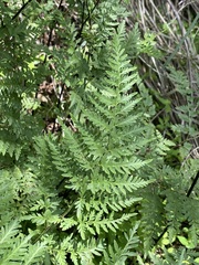 Myriopteris alabamensis